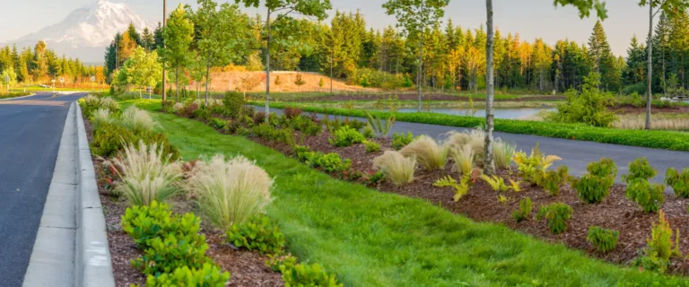 A landscaped boulevard with young trees and ornamental grasses lining a bioswale beside a small pond, with a snow-capped mountain in the distance under warm evening light.