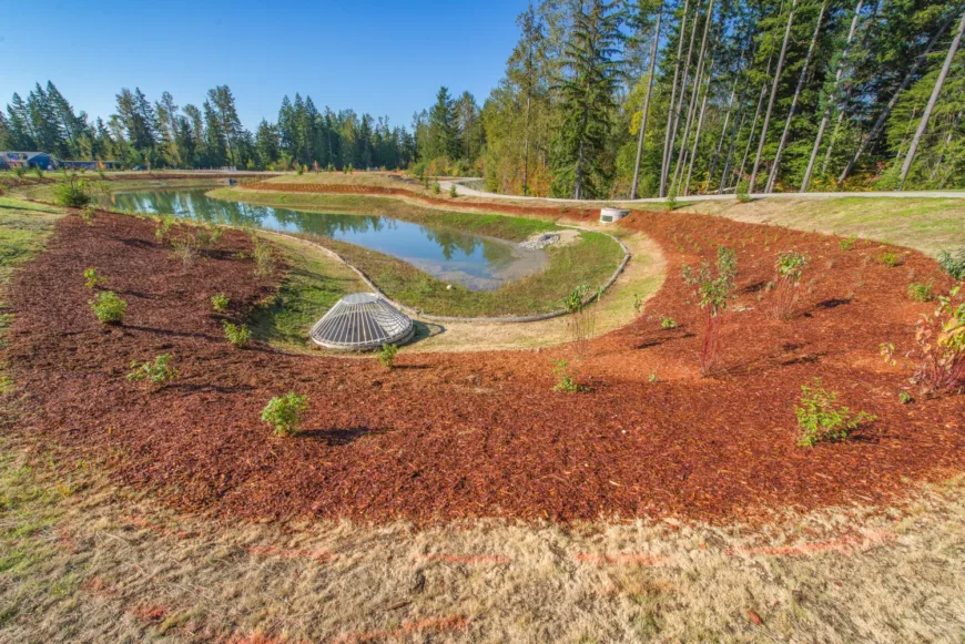 Landscaped stormwater retention pond with a domed metal drain inlet, mulched banks planted with young shrubs, and a surrounding path amid tall evergreen trees on a clear day.