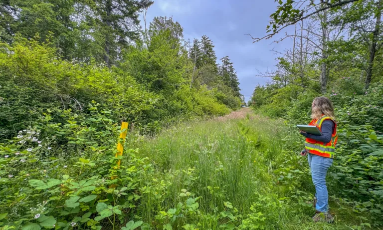 Person in a high-visibility vest holding a clipboard stands on an overgrown grassy corridor through dense forest, with a yellow marker post at left under a cloudy sky.