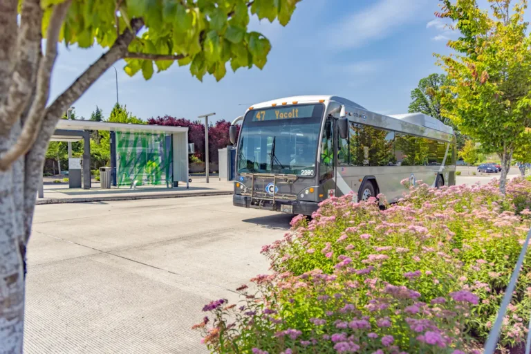 Silver C-TRAN bus displaying route 47 Yacolt pulls into a modern glass-sided bus stop, with pink flowers and green trees in the foreground on a sunny day.