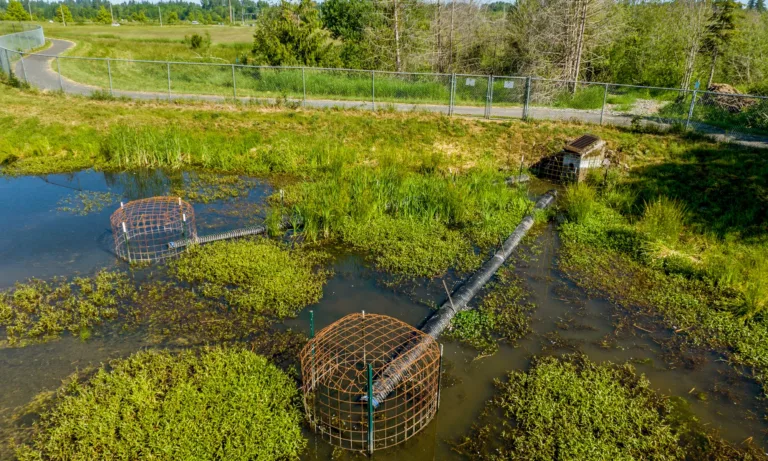 Small wetland pond with three wire-mesh cages enclosing pipe inlets that lead to a grated culvert, part of a water-level control setup beside a chain-link fence and paved path.