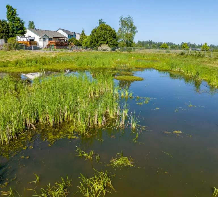 Shallow marshy pond with tall reeds and patches of algae, bordered by grass and a chain-link fence, with suburban houses in the background under a clear blue sky.